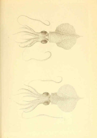 Reproducción/Reproduction 6139726947: The Cephalopod. atlas Jerusalem :Israel Program for Scientific Translations ; Springfield, Va. : available from the U. S. National Technical Information Service,1975