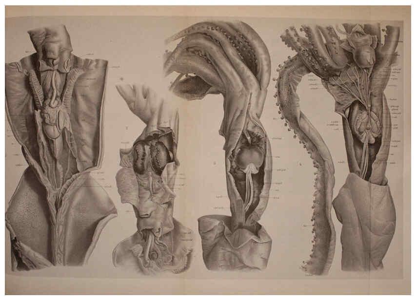 Reproducción/Reproduction 6140279896: The Cephalopod. atlas Jerusalem :Israel Program for Scientific Translations ; Springfield, Va. : available from the U. S. National Technical Information Service,1975