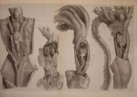 Reproducción/Reproduction 6140279896: The Cephalopod. atlas Jerusalem :Israel Program for Scientific Translations ; Springfield, Va. : available from the U. S. National Technical Information Service,1975