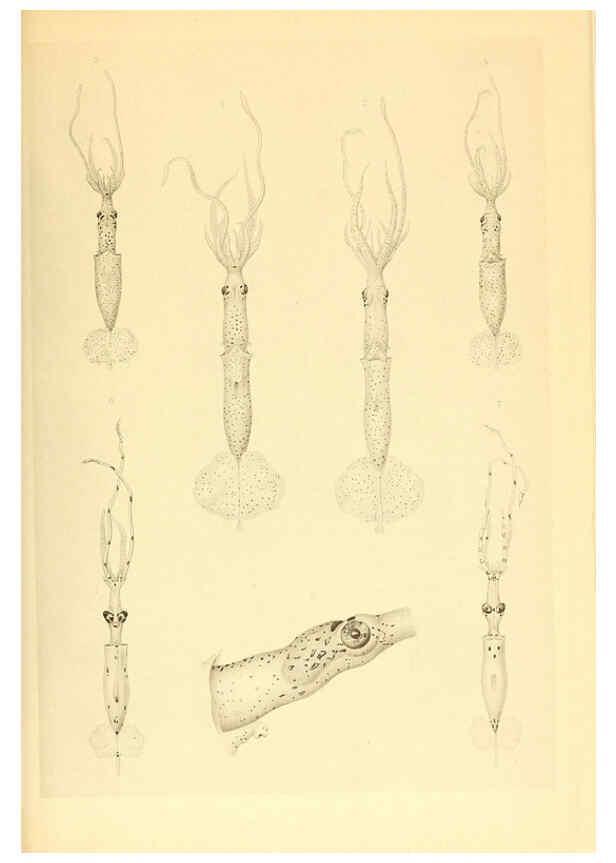 Reproducción/Reproduction 6139729181: The Cephalopod. atlas Jerusalem :Israel Program for Scientific Translations ; Springfield, Va. : available from the U. S. National Technical Information Service,1975