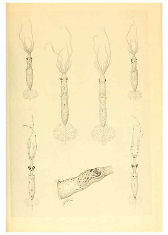 Reproducción/Reproduction 6139729181: The Cephalopod. atlas Jerusalem :Israel Program for Scientific Translations ; Springfield, Va. : available from the U. S. National Technical Information Service,1975