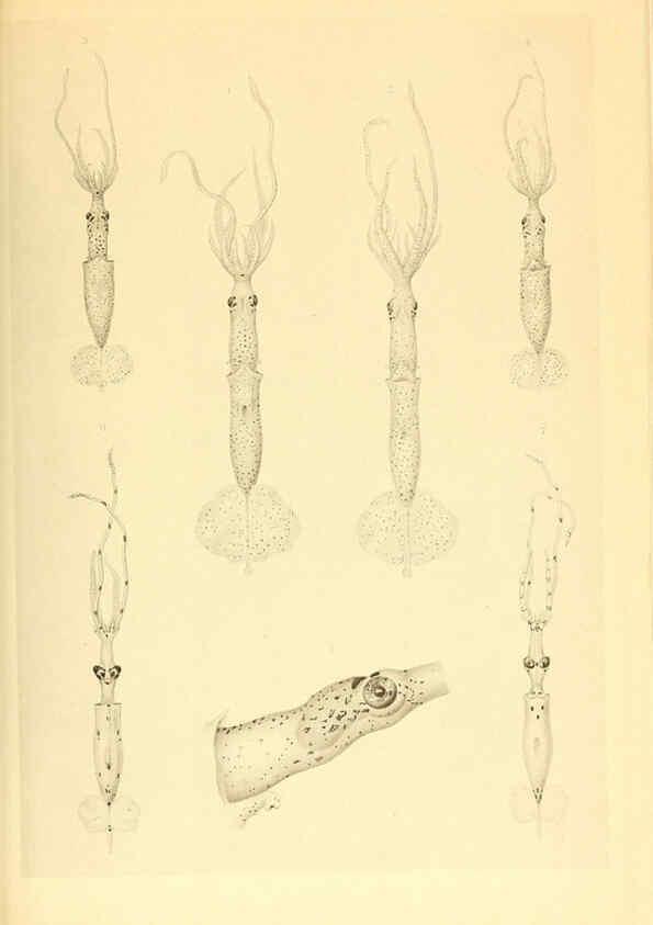 Reproducción/Reproduction 6139729181: The Cephalopod. atlas Jerusalem :Israel Program for Scientific Translations ; Springfield, Va. : available from the U. S. National Technical Information Service,1975