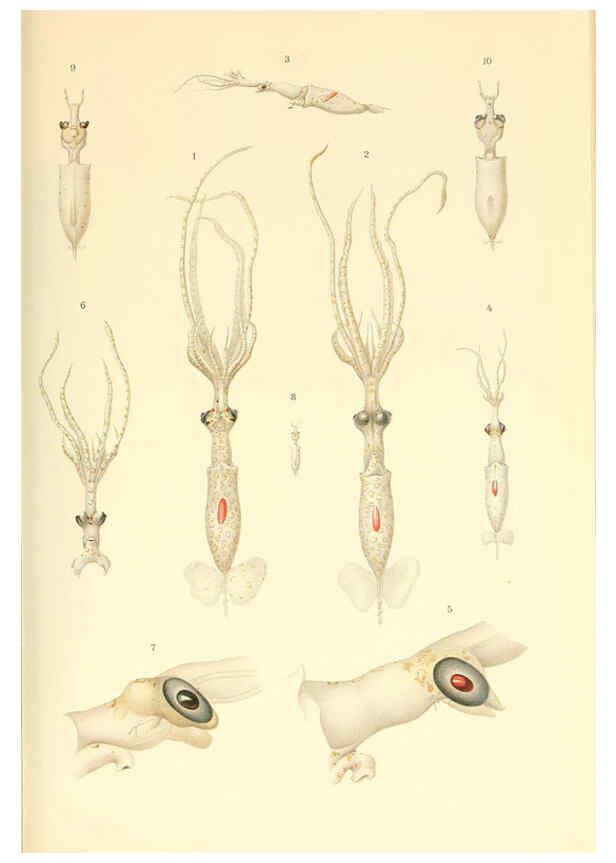 Reproducción/Reproduction 6139729331: The Cephalopod. atlas Jerusalem :Israel Program for Scientific Translations ; Springfield, Va. : available from the U. S. National Technical Information Service,1975