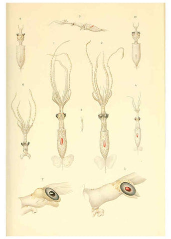 Reproducción/Reproduction 6139729331: The Cephalopod. atlas Jerusalem :Israel Program for Scientific Translations ; Springfield, Va. : available from the U. S. National Technical Information Service,1975