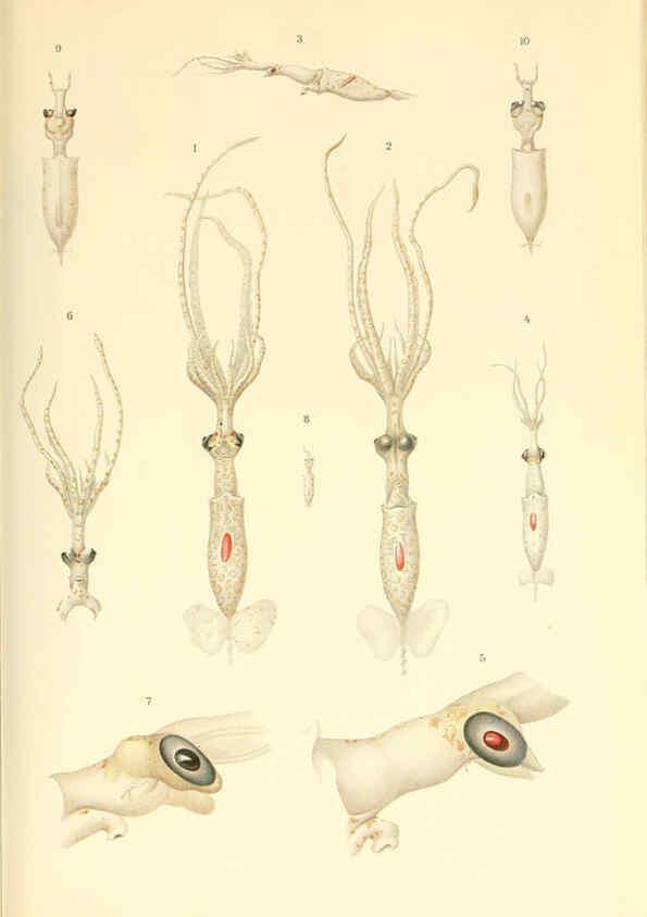 Reproducción/Reproduction 6139729331: The Cephalopod. atlas Jerusalem :Israel Program for Scientific Translations ; Springfield, Va. : available from the U. S. National Technical Information Service,1975