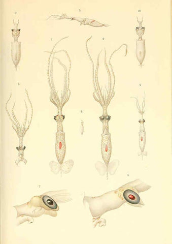 Reproducción/Reproduction 6139729331: The Cephalopod. atlas Jerusalem :Israel Program for Scientific Translations ; Springfield, Va. : available from the U. S. National Technical Information Service,1975