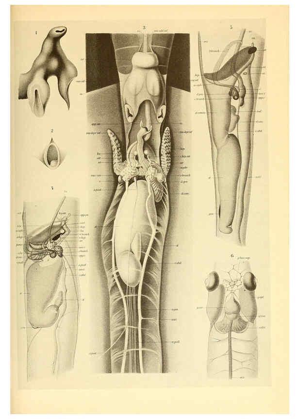 Reproducción/Reproduction 6140280548: The Cephalopod. atlas Jerusalem :Israel Program for Scientific Translations ; Springfield, Va. : available from the U. S. National Technical Information Service,1975