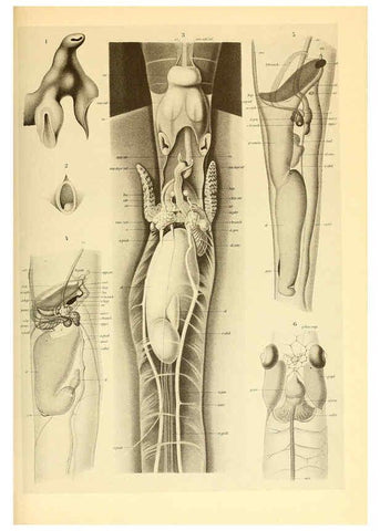 Reproducción/Reproduction 6140280548: The Cephalopod. atlas Jerusalem :Israel Program for Scientific Translations ; Springfield, Va. : available from the U. S. National Technical Information Service,1975
