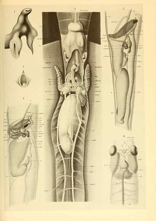 Reproducción/Reproduction 6140280548: The Cephalopod. atlas Jerusalem :Israel Program for Scientific Translations ; Springfield, Va. : available from the U. S. National Technical Information Service,1975
