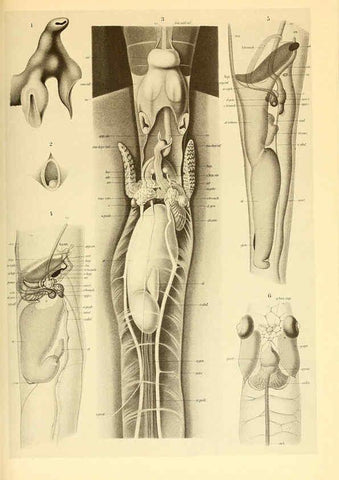 Reproducción/Reproduction 6140280548: The Cephalopod. atlas Jerusalem :Israel Program for Scientific Translations ; Springfield, Va. : available from the U. S. National Technical Information Service,1975