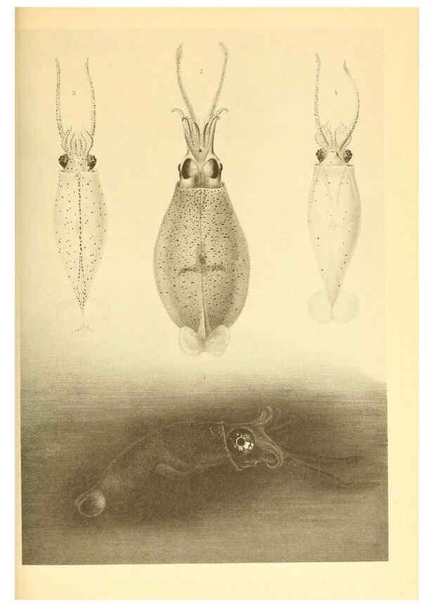 Reproducción/Reproduction 6140280794: The Cephalopod. atlas Jerusalem :Israel Program for Scientific Translations ; Springfield, Va. : available from the U. S. National Technical Information Service,1975