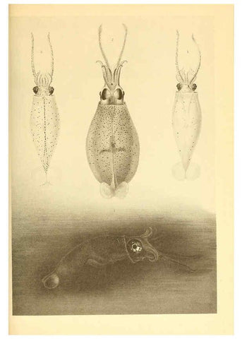 Reproducción/Reproduction 6140280794: The Cephalopod. atlas Jerusalem :Israel Program for Scientific Translations ; Springfield, Va. : available from the U. S. National Technical Information Service,1975