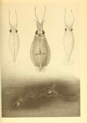 Reproducción/Reproduction 6140280794: The Cephalopod. atlas Jerusalem :Israel Program for Scientific Translations ; Springfield, Va. : available from the U. S. National Technical Information Service,1975