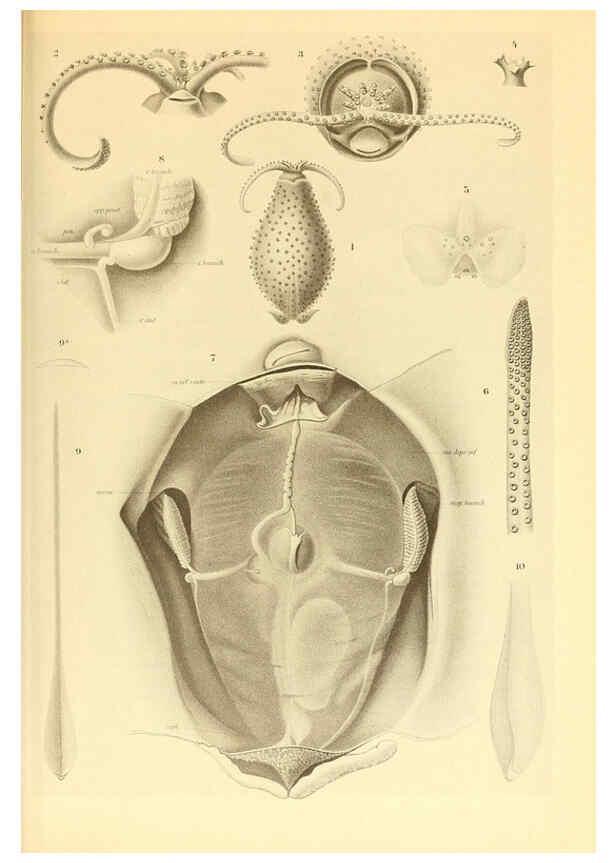 Reproducción/Reproduction 6140280952: The Cephalopod. atlas Jerusalem :Israel Program for Scientific Translations ; Springfield, Va. : available from the U. S. National Technical Information Service,1975