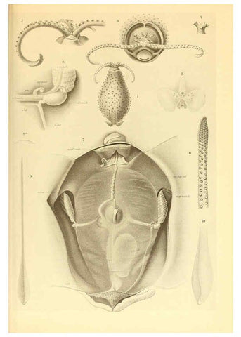 Reproducción/Reproduction 6140280952: The Cephalopod. atlas Jerusalem :Israel Program for Scientific Translations ; Springfield, Va. : available from the U. S. National Technical Information Service,1975