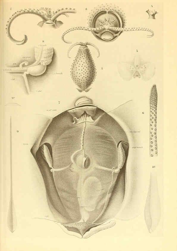 Reproducción/Reproduction 6140280952: The Cephalopod. atlas Jerusalem :Israel Program for Scientific Translations ; Springfield, Va. : available from the U. S. National Technical Information Service,1975