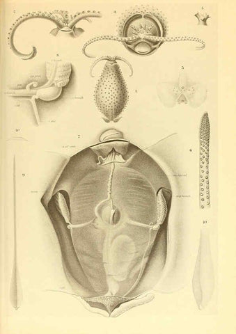 Reproducción/Reproduction 6140280952: The Cephalopod. atlas Jerusalem :Israel Program for Scientific Translations ; Springfield, Va. : available from the U. S. National Technical Information Service,1975
