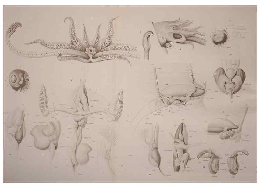 Reproducción/Reproduction 6139730063: The Cephalopod. atlas Jerusalem :Israel Program for Scientific Translations ; Springfield, Va. : available from the U. S. National Technical Information Service,1975