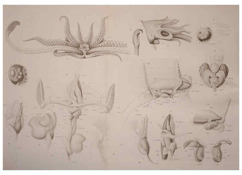 Reproducción/Reproduction 6139730063: The Cephalopod. atlas Jerusalem :Israel Program for Scientific Translations ; Springfield, Va. : available from the U. S. National Technical Information Service,1975