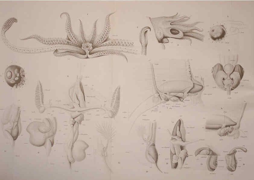 Reproducción/Reproduction 6139730063: The Cephalopod. atlas Jerusalem :Israel Program for Scientific Translations ; Springfield, Va. : available from the U. S. National Technical Information Service,1975