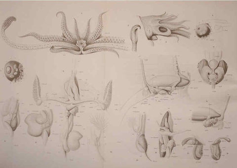 Reproducción/Reproduction 6139730063: The Cephalopod. atlas Jerusalem :Israel Program for Scientific Translations ; Springfield, Va. : available from the U. S. National Technical Information Service,1975