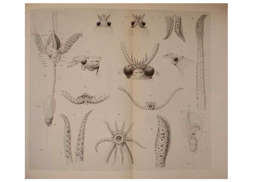 Reproducción/Reproduction 6139730225: The Cephalopod. atlas Jerusalem :Israel Program for Scientific Translations ; Springfield, Va. : available from the U. S. National Technical Information Service,1975