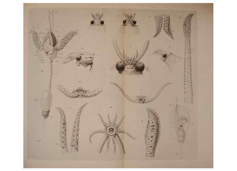 Reproducción/Reproduction 6139730225: The Cephalopod. atlas Jerusalem :Israel Program for Scientific Translations ; Springfield, Va. : available from the U. S. National Technical Information Service,1975