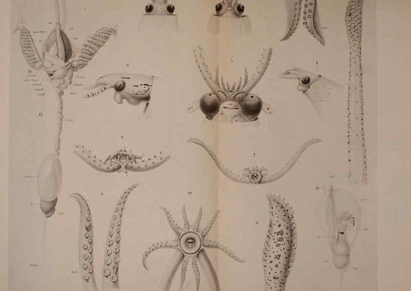 Reproducción/Reproduction 6139730225: The Cephalopod. atlas Jerusalem :Israel Program for Scientific Translations ; Springfield, Va. : available from the U. S. National Technical Information Service,1975