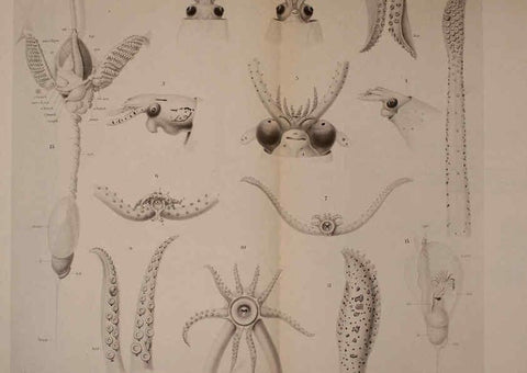 Reproducción/Reproduction 6139730225: The Cephalopod. atlas Jerusalem :Israel Program for Scientific Translations ; Springfield, Va. : available from the U. S. National Technical Information Service,1975