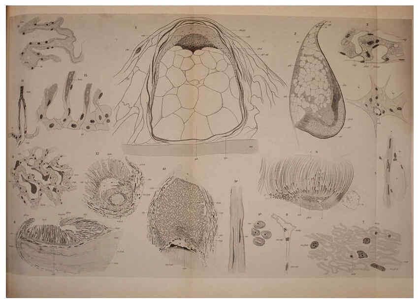 Reproducción/Reproduction 6139729011: The Cephalopod. atlas Jerusalem :Israel Program for Scientific Translations ; Springfield, Va. : available from the U. S. National Technical Information Service,1975