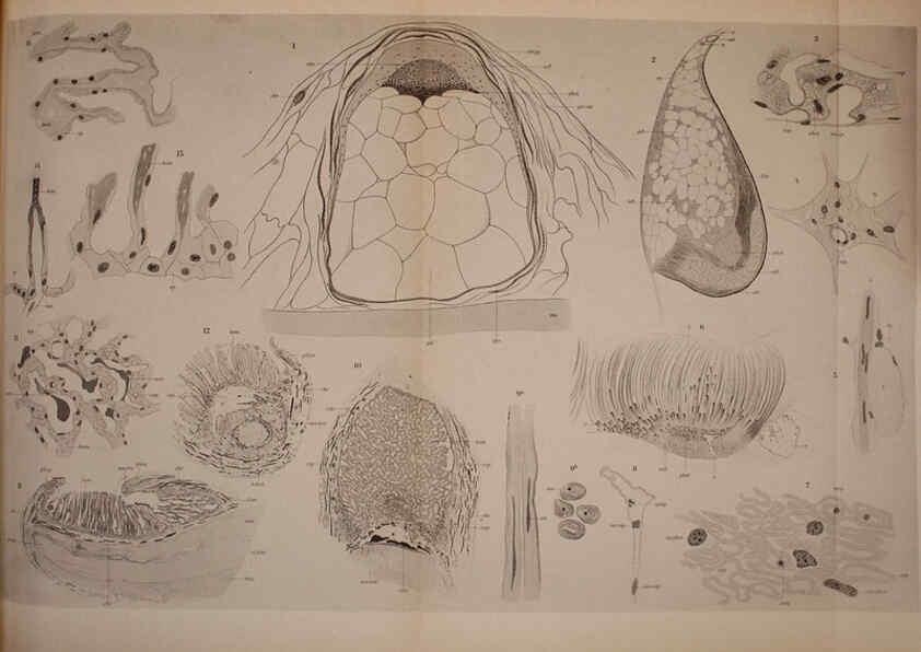 Reproducción/Reproduction 6139729011: The Cephalopod. atlas Jerusalem :Israel Program for Scientific Translations ; Springfield, Va. : available from the U. S. National Technical Information Service,1975