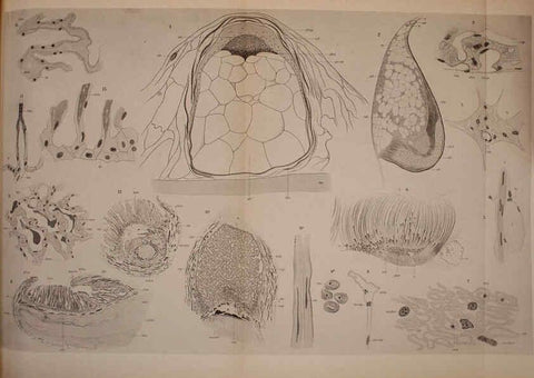 Reproducción/Reproduction 6139729011: The Cephalopod. atlas Jerusalem :Israel Program for Scientific Translations ; Springfield, Va. : available from the U. S. National Technical Information Service,1975