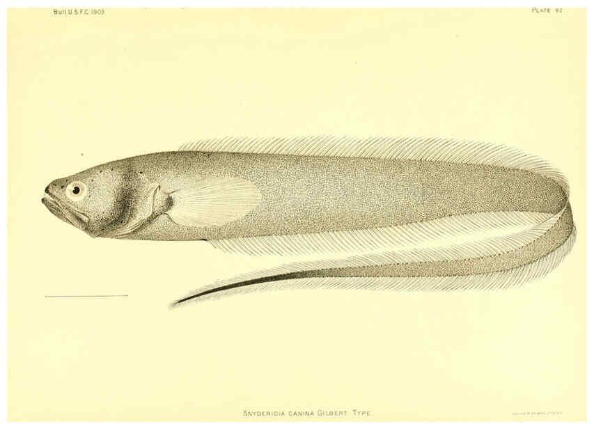 Reproducción/Reproduction 6129733761: The deep-sea fishes [of the Hawaiian Islands] Washington,Govt. Print. Off.,1905