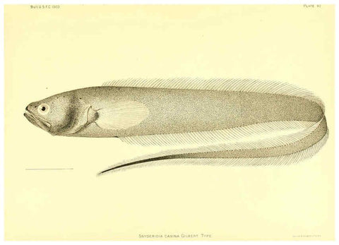 Reproducción/Reproduction 6129733761: The deep-sea fishes [of the Hawaiian Islands] Washington,Govt. Print. Off.,1905