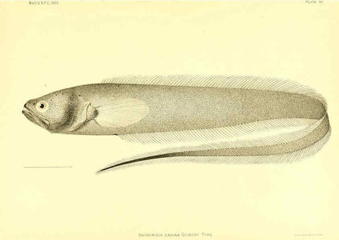 Reproducción/Reproduction 6129733761: The deep-sea fishes [of the Hawaiian Islands] Washington,Govt. Print. Off.,1905
