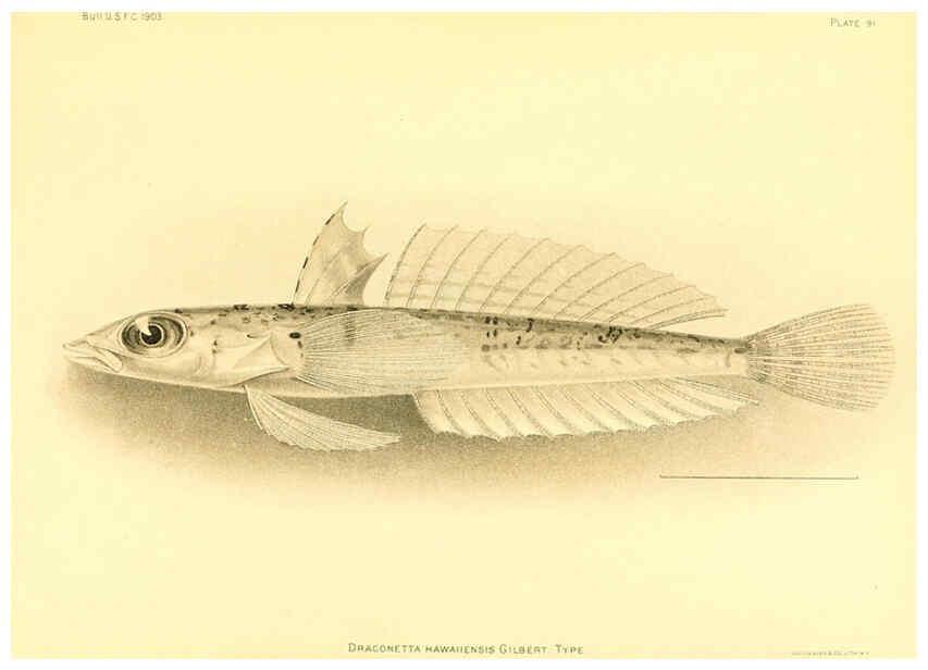 Reproducción/Reproduction 6130283558: The deep-sea fishes [of the Hawaiian Islands] Washington,Govt. Print. Off.,1905