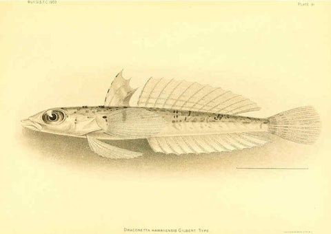 Reproducción/Reproduction 6130283558: The deep-sea fishes [of the Hawaiian Islands] Washington,Govt. Print. Off.,1905