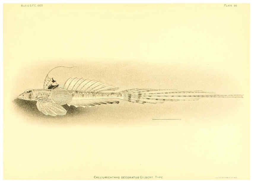 Reproducción/Reproduction 6130283318: The deep-sea fishes [of the Hawaiian Islands] Washington,Govt. Print. Off.,1905
