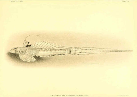 Reproducción/Reproduction 6130283318: The deep-sea fishes [of the Hawaiian Islands] Washington,Govt. Print. Off.,1905