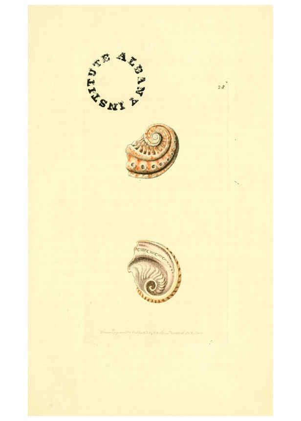Reproducción/Reproduction 6127023765: The zoological miscellany. v.1. London :Printed by B. McMillan for E. Nodder & Son and sold by all booksellers,1814-1817