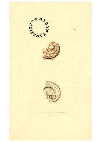 Reproducción/Reproduction 6127023765: The zoological miscellany. v.1. London :Printed by B. McMillan for E. Nodder & Son and sold by all booksellers,1814-1817