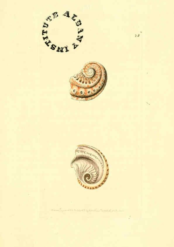 Reproducción/Reproduction 6127023765: The zoological miscellany. v.1. London :Printed by B. McMillan for E. Nodder & Son and sold by all booksellers,1814-1817