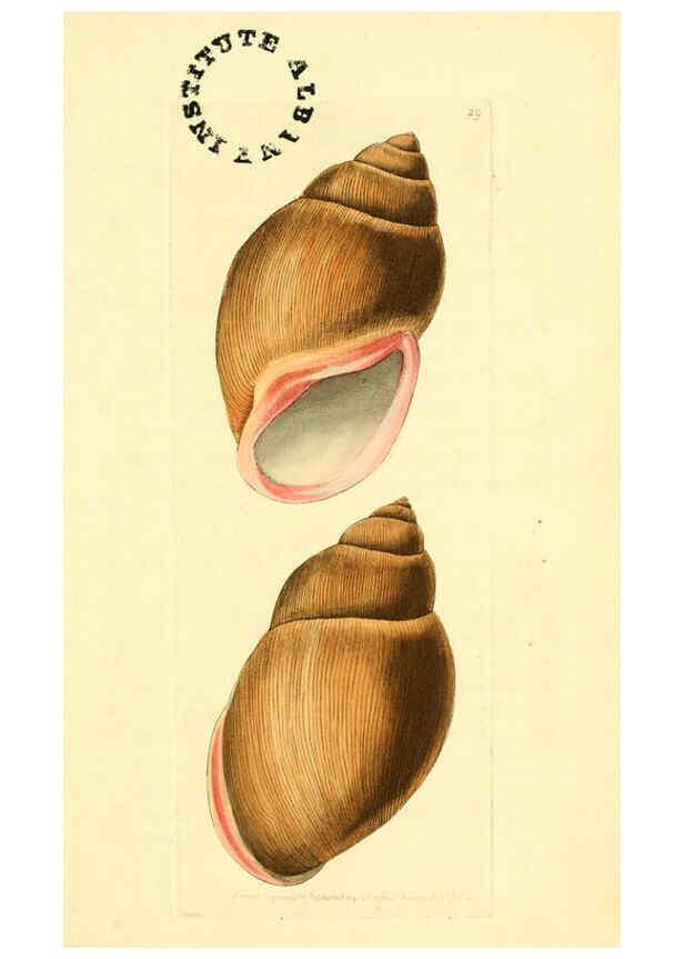 Reproducción/Reproduction 6127024041: The zoological miscellany. v.1. London :Printed by B. McMillan for E. Nodder & Son and sold by all booksellers,1814-1817