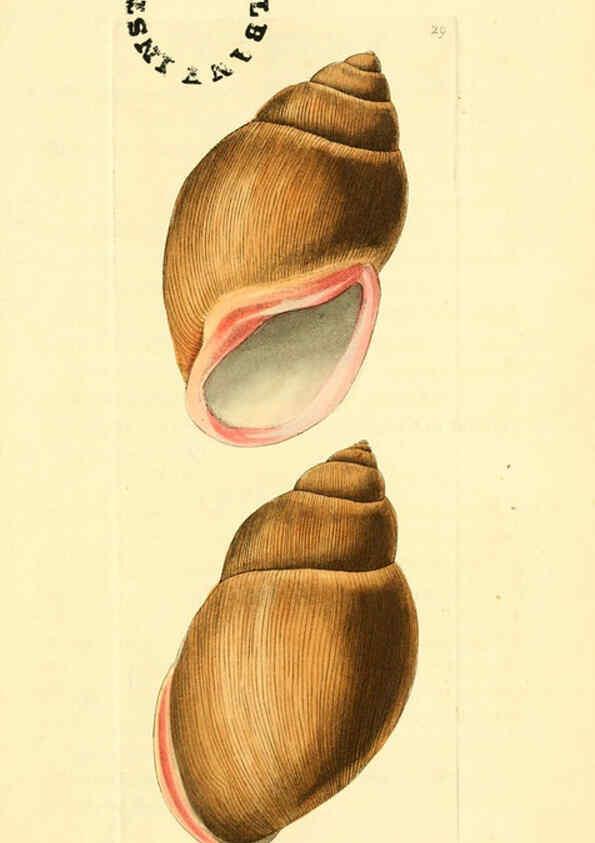 Reproducción/Reproduction 6127024041: The zoological miscellany. v.1. London :Printed by B. McMillan for E. Nodder & Son and sold by all booksellers,1814-1817