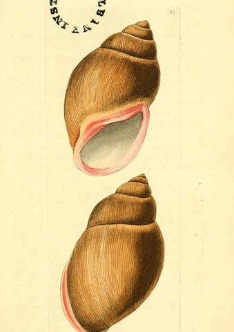Reproducción/Reproduction 6127024041: The zoological miscellany. v.1. London :Printed by B. McMillan for E. Nodder & Son and sold by all booksellers,1814-1817