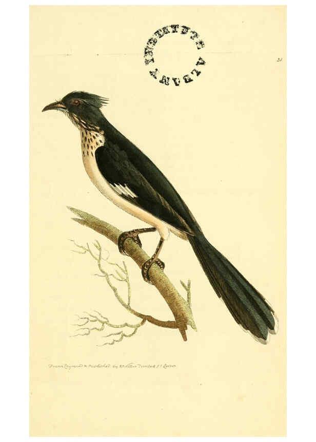 Reproducción/Reproduction 6127024529: The zoological miscellany. v.1. London :Printed by B. McMillan for E. Nodder & Son and sold by all booksellers,1814-1817