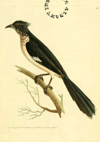 Reproducción/Reproduction 6127024529: The zoological miscellany. v.1. London :Printed by B. McMillan for E. Nodder & Son and sold by all booksellers,1814-1817