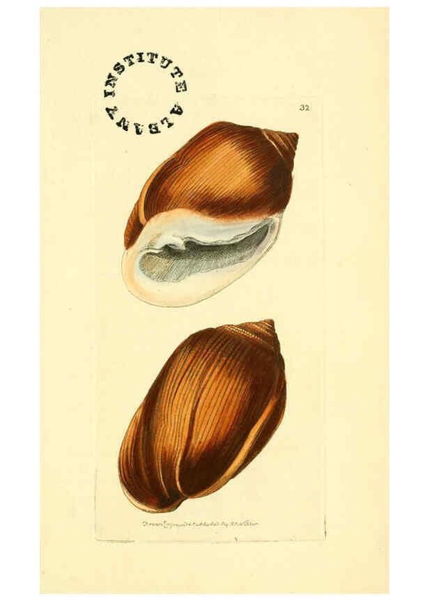 Reproducción/Reproduction 6127572406: The zoological miscellany. v.1. London :Printed by B. McMillan for E. Nodder & Son and sold by all booksellers,1814-1817