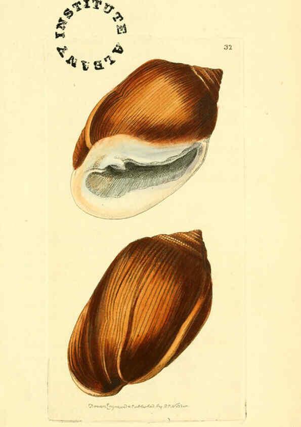 Reproducción/Reproduction 6127572406: The zoological miscellany. v.1. London :Printed by B. McMillan for E. Nodder & Son and sold by all booksellers,1814-1817
