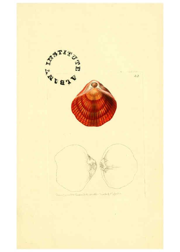 Reproducción/Reproduction 6127024957: The zoological miscellany. v.1. London :Printed by B. McMillan for E. Nodder & Son and sold by all booksellers,1814-1817